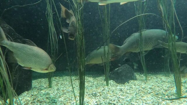 barbel roach and tench in the aquarium