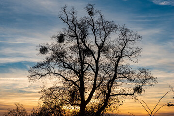 Obraz premium Die Silhouette eines laublosen Baumes in der Dämmerung vor leicht bewölktem Himmel