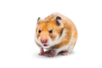 Syrian hamster Mesocricetus auratus isolated on a white background
