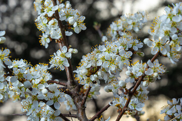 Prunus spinosa, called blackthorn or sloe, is a species of flowering plant in the rose family...