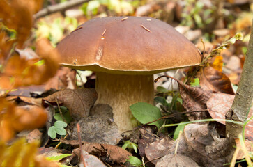 A white mushroom in the autumn forest.
