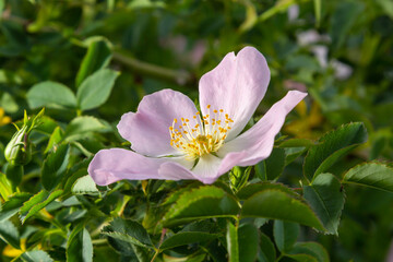 Dog rose, Rosa canina, climbing wild rose blooming in a park, close up with selective focus