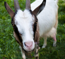 Horned brown goat.