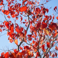 丹波篠山の紅葉