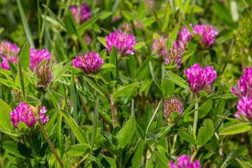 Fototapeta premium Trifolium pratense. Thickets of a blossoming clover. Red clover plants in sunshine. Honey bee at red clover flower. Flowering field with red clover and green grass
