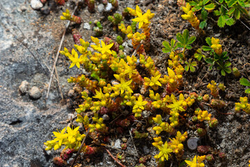 Sedum acre, Sedum album is the perennial herbaceous succulent plant with numerous rising stems covered with small thick leaves
