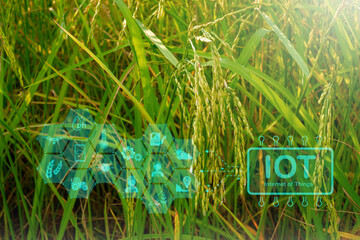 Innovative intelligent farm system technology, agricultural management with intelligent technology concept, data collection for research, and rice tree background are sprouting.
