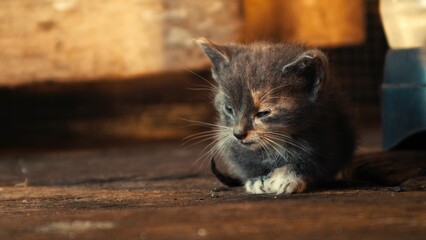 Grey cat laying down on wooden floor