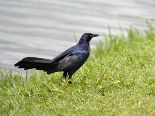 Black Boat-tailed grackle on the grass by the lake