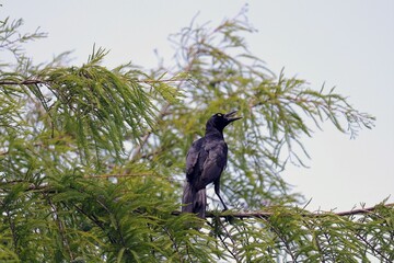 Black Boat-tailed grackle on the branch of a tree