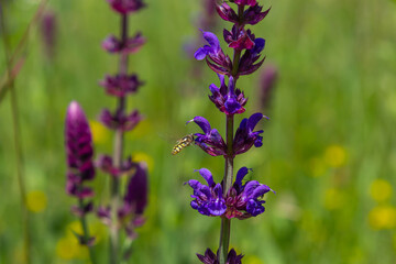Obraz premium Macro of salvia sage blossoms as it just begins to bloom. Salvia deserta