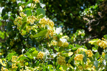Linden flowers on a tree. Close-up of linden blossom. Blooming linden tree in the summer forest