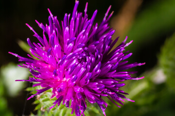 A flowering bush of pink sows Cirsium arvense in a natural environment, among wild flowers. Creeping Thistle Cirsium arvense blooming in summer. Violet flowers on meadow, focus on flower in front