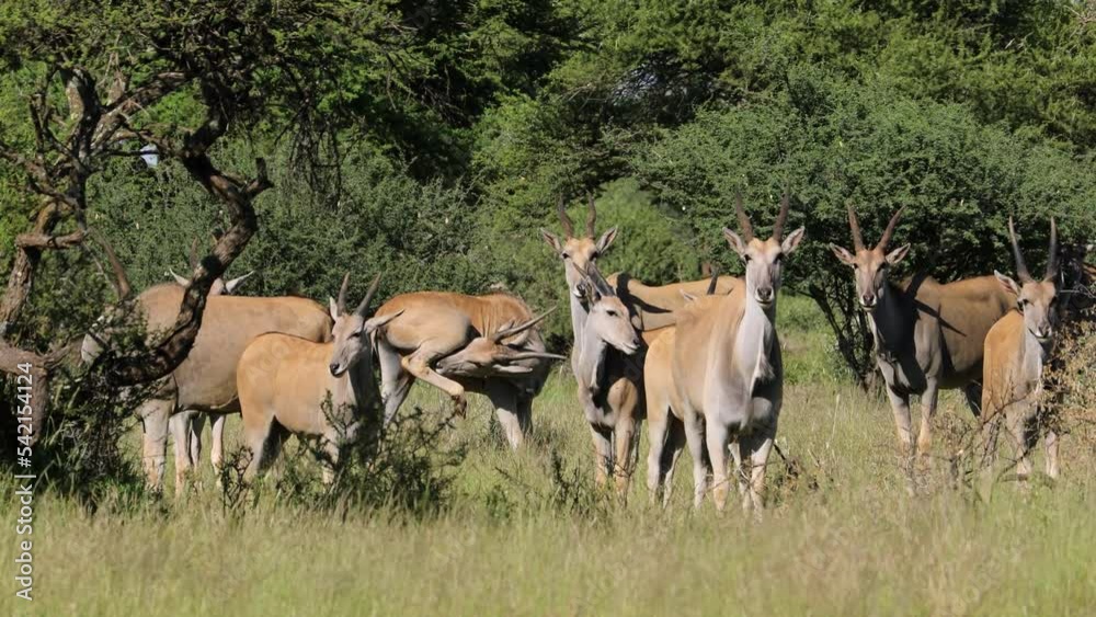 Canvas Prints an eland antelope (tragelaphus oryx) herd in natural habitat, mokala national park, south africa