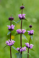 Zopnik tuberous (lat. Phlomis tuberosa) is a species of perennial plants of the Lamiaceae family