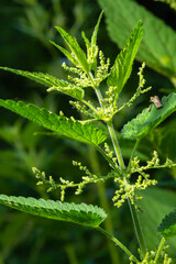 Stinging nettles Urtica dioica in the garden. Green leaves with serrated edges
