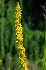 honey bee collecting pollen on a black mullein blossom, verbascum nigrum. side view with copy space