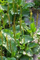 Plantago lanceolata is a species of flowering plant in the plantain family Plantaginaceae. It is known by the common names ribwort plantain and narrowleaf plantain