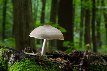 Volvariella gloiocephala is alsno known as big sheath mushroom, rose-gilled grisette or stubble rosegill