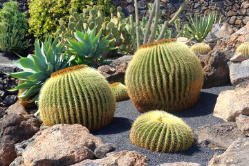 beautiful cactus growing on black volcanic ground on lanzarote