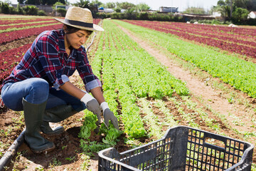 Focused peruvian female horticulturist gathering crop of green leaf lettuce on vegetable plantation...