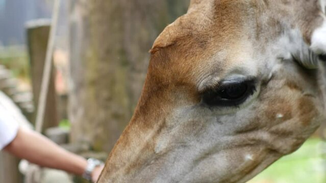feed a giraffe in the zoo, close-up
