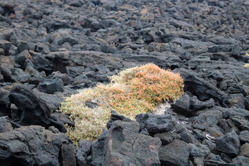 vulcanic landscape with vulcanos and craters on lanzarote, canary islands, spain