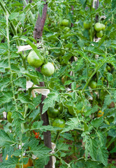 Growing the tomatoes.