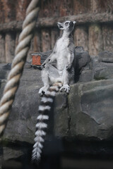 The ring-tailed lemur, Lemur catta is a large strepsirrhine primate and the most recognized lemur due to its long, black and white ringed tail © IvSky