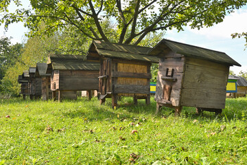 Fototapeta na wymiar Wooden old beehives in a meadow on a summer day