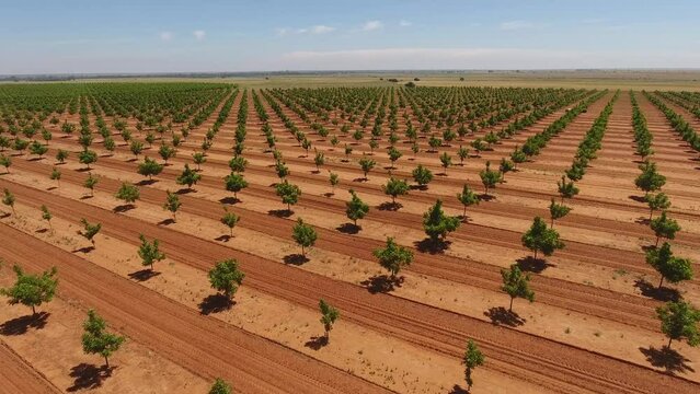 Pecan Orchard with healthy green pecan trees in the summer stock video