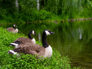 wild goosec (Branta canadensis)  in nature