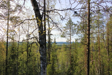 Fototapeta premium woodland in summer in Levi ski resort in Lapland, Finland