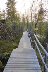 Obraz premium woodland in summer in Levi ski resort in Lapland, Finland