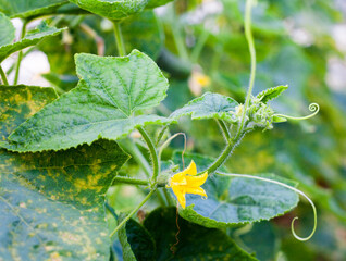 Growing the cucumbers. Yellow cucumber flower.