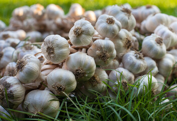Garlic wreaths. Rich harvest.