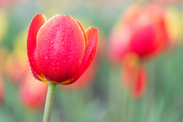 Fototapeta premium water drops on tulip petals, blurred background. field of flowers in spring time