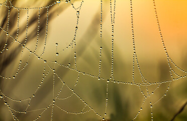 Glittering dew drops on the web in the light of the autumn sunrise