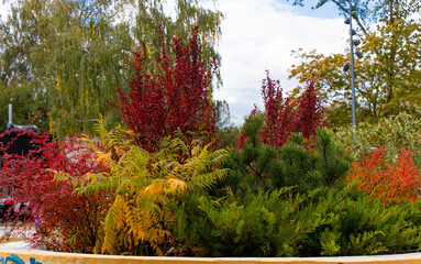 Landscape garden design with colorful ornamental shrubs in autumn. Gardening concept. Park landscape.