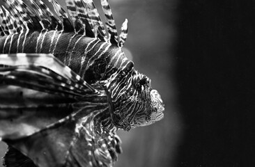 Closeup of a lionfish, grayscale shot