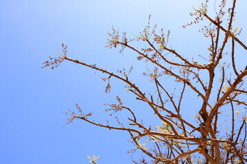 Detail of frankincense tree (Boswellia sacra) near Salalah, Oman