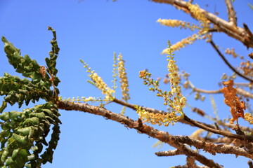 Detail of frankincense tree (Boswellia sacra) near Salalah, Oman