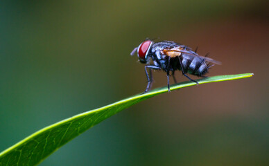 fly standing on leaf