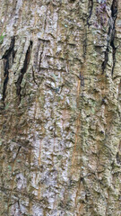 mossy and moldy bark on a tree as a background