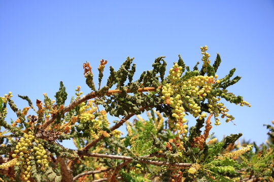 Detail of frankincense tree (Boswellia sacra) near Salalah, Oman