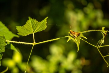 Closeup of an insect sitting on fresh green grape leaves on a sunny day on a blurry background
