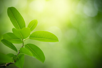 Nature of green leaf in garden. Natural green leaves plants using as spring background cover page environment ecology or greenery wallpaper