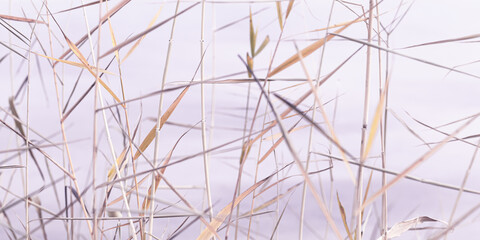 Fototapeta na wymiar Abstract natural background of chaotic dry leaves of reeds on blurred lavender color banner. Autumn leaves of pampas grass, blurry nature fon. Dry reeds boho style. Close up stems of tall grass