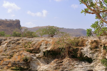 Tree in the Landscape of Wadi Dharbat near Salalah, Oman