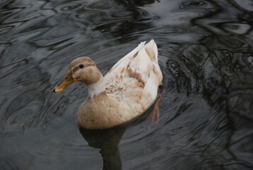 Wildentlein auf dem See